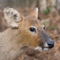 Chinese Water Deer